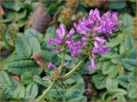 Stachys officinalis &#039;Ukkie&#039; | Betonie, Koortskruid, Andoorn | Echter Ziest