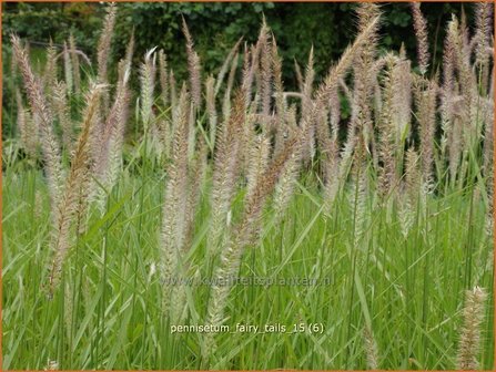 Pennisetum &#39;Fairy Tails&#39; | Lampenpoetsersgras, Borstelveergras | Federborstengras