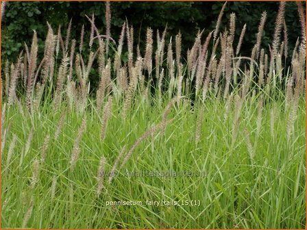 Pennisetum &#39;Fairy Tails&#39; | Lampenpoetsersgras, Borstelveergras | Federborstengras