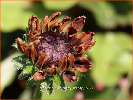 Rudbeckia hirta 'Cherry Brandy' | Zonnehoed