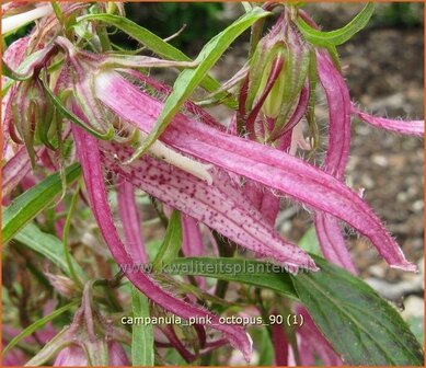 Campanula 'Pink Octopus' | Klokjesbloem