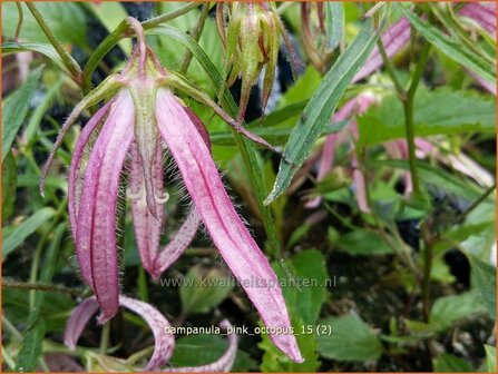 Campanula 'Pink Octopus' | Klokjesbloem