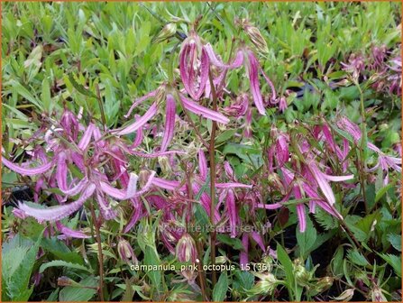 Campanula 'Pink Octopus' | Klokjesbloem