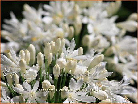 Agapanthus africanus &#039;Albidus&#039; | Kaapse lelie, Afrikaanse lelie, Liefdesbloem