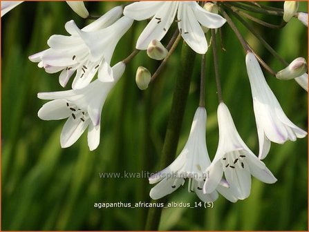 Agapanthus africanus &#039;Albidus&#039; | Kaapse lelie, Afrikaanse lelie, Liefdesbloem