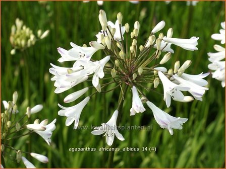 Agapanthus africanus &#039;Albidus&#039; | Kaapse lelie, Afrikaanse lelie, Liefdesbloem