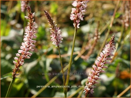 Persicaria amplexicaulis &#039;Pink Mist&#039; | Adderwortel, Duizendknoop