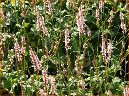 Persicaria amplexicaulis &#039;Pink Mist&#039; | Adderwortel, Duizendknoop