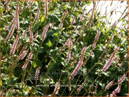 Persicaria amplexicaulis &#039;Pink Mist&#039; | Adderwortel, Duizendknoop