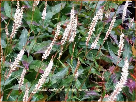 Persicaria amplexicaulis &amp;#39;White Eastfield&amp;#39; | Doorgroeide duizendknoop, Adderwortel, Duizendknoop | Kerzenkn&ouml;te