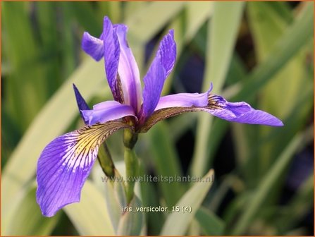 Iris versicolor | Amerikaanse blauwe lis, Iris, Lis | Verschiedenfarbige Sumpf-Schwertlilie