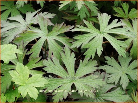 Geranium pratense &#039;Marshmallow&#039; | Beemdooievaarsbek, Ooievaarsbek, Tuingeranium