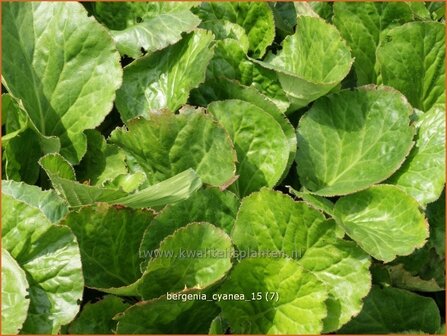 Bergenia cyanea | Schoenlappersplant, Olifantsoor | Bergenie