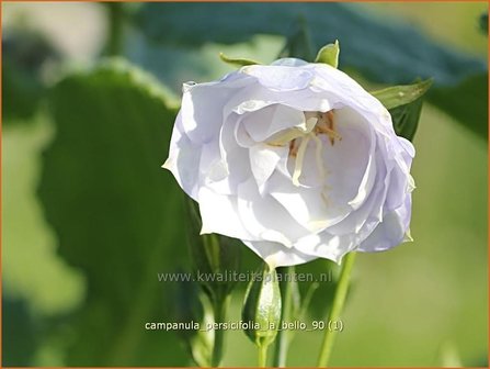 Campanula persicifolia 'La Bello' | Perzikbladklokje, Prachtklokje, Klokjesbloem