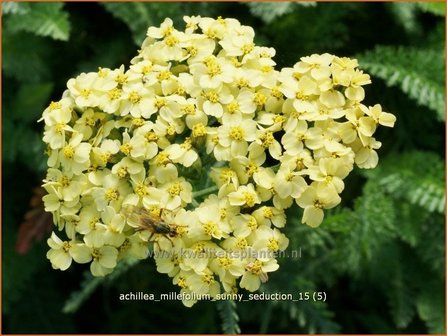 Achillea millefolium 'Sunny Seduction' | Duizendblad