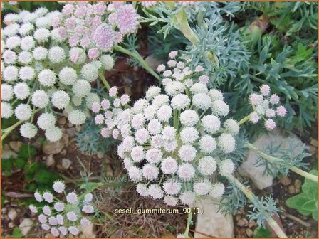 Seseli gummiferum | Bergvenkel