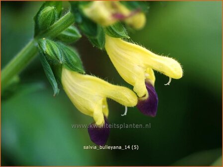 Salvia bulleyana | Salie, Salvia