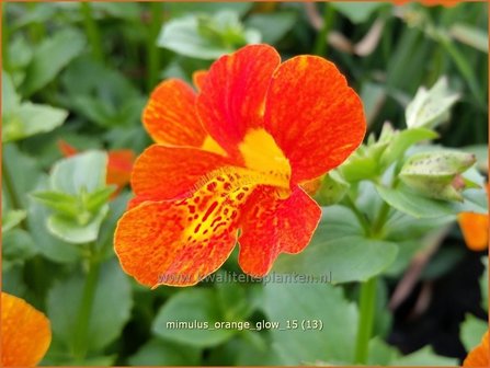 Mimulus &#039;Orange Glow&#039; | Maskerbloem