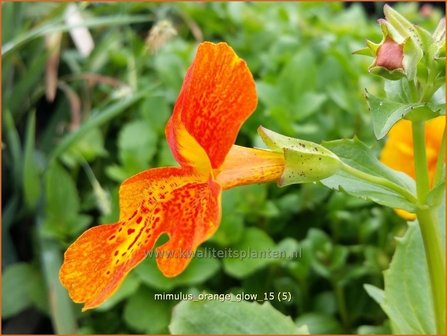 Mimulus &#039;Orange Glow&#039; | Maskerbloem
