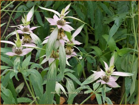 Monarda punctata | Paardenmunt, Bergamotplant, Indianennetel | Gefleckte Indianernessel