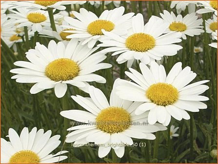 Leucanthemum &#039;Brightside&#039; | Margriet