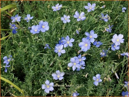 Linum perenne &#039;Saphir&#039; | Vlas