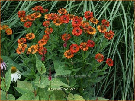 Helenium &#039;Hot Lava&#039; | Zonnekruid