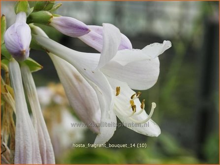 Hosta &#039;Fragrant Bouquet&#039; | Hartlelie, Funkia