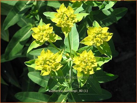 Euphorbia schillingii | Wolfsmelk