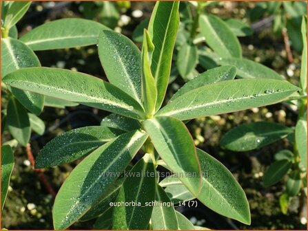 Euphorbia schillingii | Wolfsmelk
