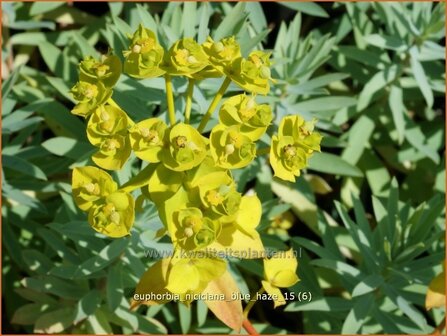 Euphorbia &amp;#39;Blue Haze&amp;#39; | Wolfsmelk | Wolfsmilch