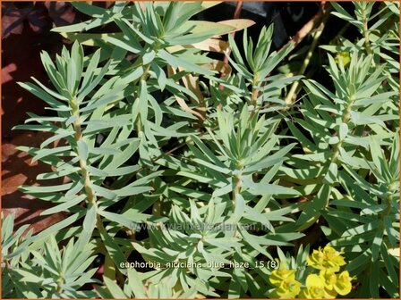 Euphorbia &amp;#39;Blue Haze&amp;#39; | Wolfsmelk | Wolfsmilch