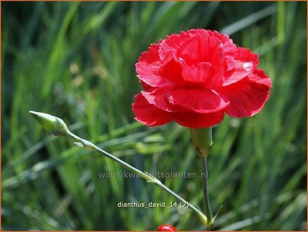 Dianthus &#039;David&#039; | Grasanjer, Anjer | Federnelke | Cottage Pink