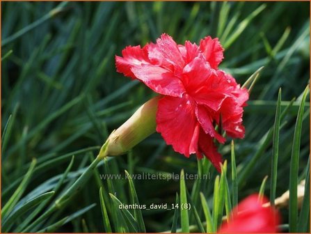 Dianthus &#039;David&#039; | Grasanjer, Anjer | Federnelke | Cottage Pink
