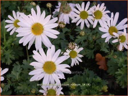 Arctanthemum arcticum &#039;Roseum&#039; | Groenlandmargriet