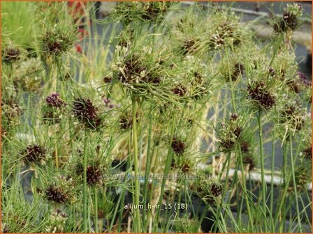 Allium &#039;Hair&#039; | Sierui, Look | Lauch