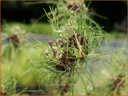 Allium &#039;Hair&#039; | Sierui, Look | Lauch