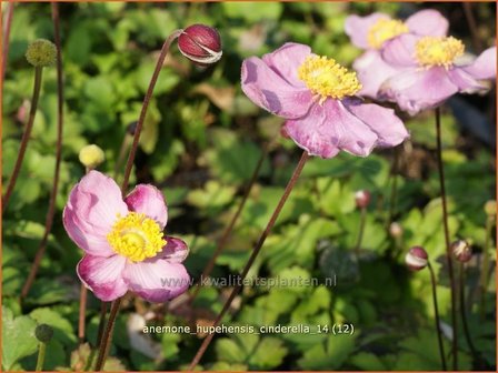 Anemone hupehensis &#039;Cinderella&#039; | Anemoon, Herfstanemoon, Japanse anemoon