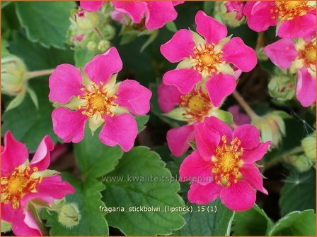 Fragaria &#039;Stickbolwi&#039; (&#039;Lipstick&#039;) | Aardbei