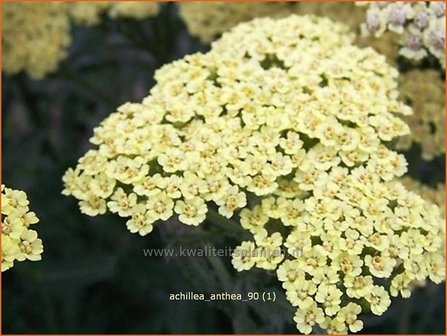 Achillea &#039;Anthea&#039; | Duizendblad