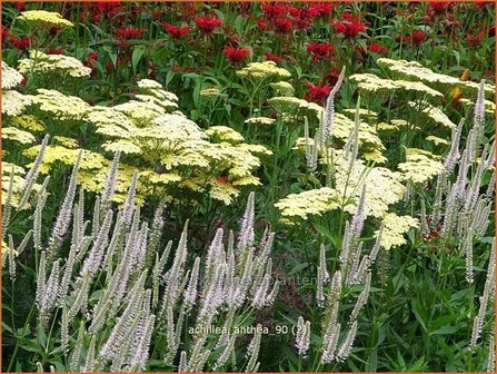 Achillea &#039;Anthea&#039; | Duizendblad