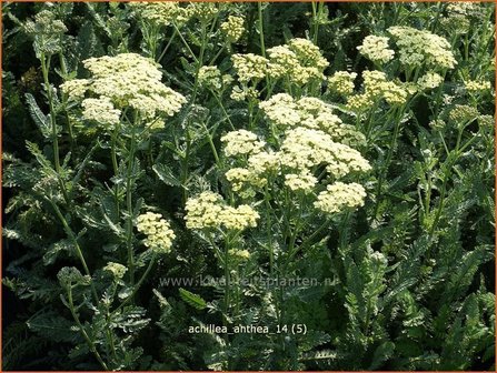 Achillea &#039;Anthea&#039; | Duizendblad