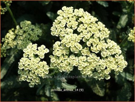 Achillea &#039;Anthea&#039; | Duizendblad
