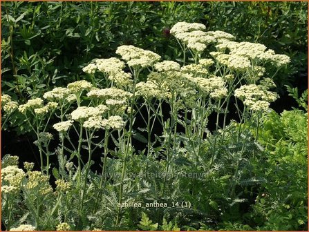 Achillea &#039;Anthea&#039; | Duizendblad