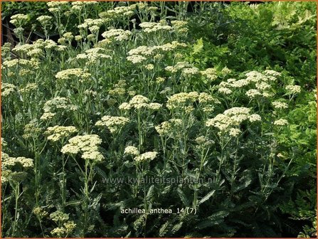 Achillea &#039;Anthea&#039; | Duizendblad