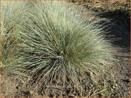 Festuca glauca 'Azurit' | Hard zwenkgras, Blauw schapengras