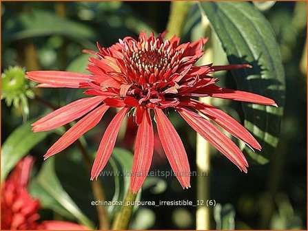 Echinacea purpurea &#039;Irresistible&#039; | Zonnehoed