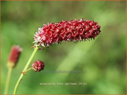 Sanguisorba &#039;Henk Gerritsen&#039; | Pimpernel