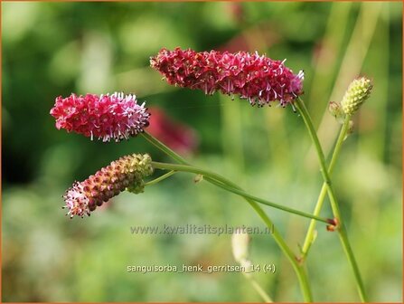 Sanguisorba &#039;Henk Gerritsen&#039; | Pimpernel