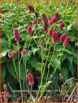 Sanguisorba &#039;Henk Gerritsen&#039; | Pimpernel